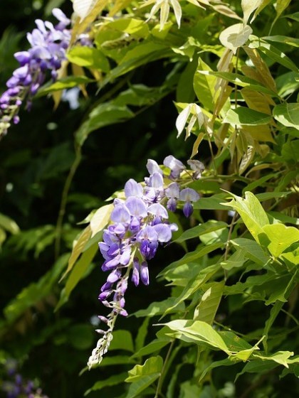 Die Glyzinie, Chinesischer Blauregen (Wisteria sinensis) ist eine starkwachsende Schlingpflanze, mit atemberaubenden Blütenpracht und eignet sich gut für die Fassadenbegrünung.